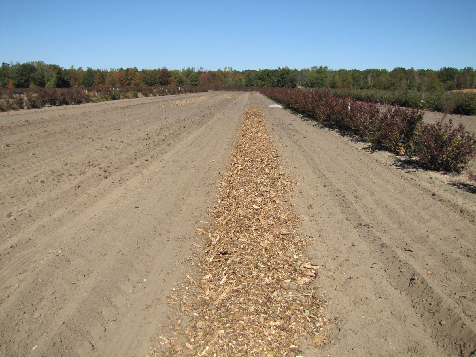 Wood chips added to a blueberry field.